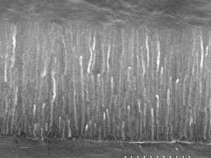 SEM image of the cross-section of AAO nanotemplate with Silver nanowires electrochemically deposited inside the pores.