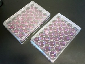AAO and ATO cell culture substrates