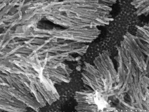 Nanowires deposited inside 25nm diameter pores of AAO