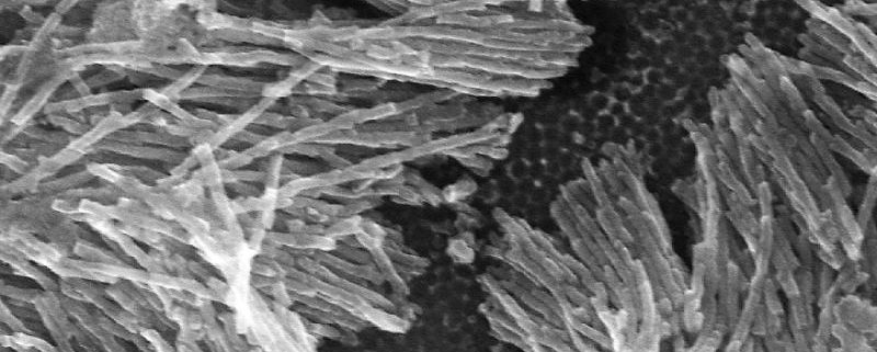 Nanowires deposited inside 25nm diameter pores of AAO