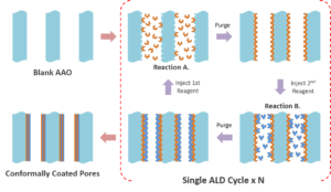 ALD process inside the pores of AAO