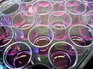 AAO and ATO cell culture substrates