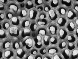 Polymer nanotubes deposited inside the pores of nanoporous anodic alumina by Molecular Layer Deposition