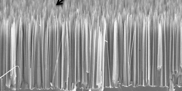 Arrays of Si nanowires on Si wafer