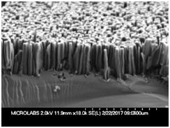 SEM side view of medium Si nanowires