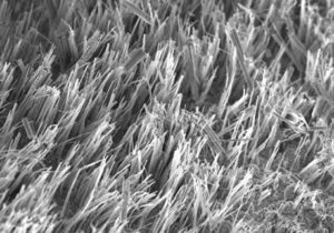 SEM side view of long Si nanowires
