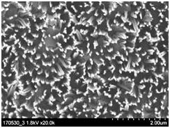 SEM top view of Si nanowire array